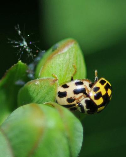 Propylea quatuordecimpunctata